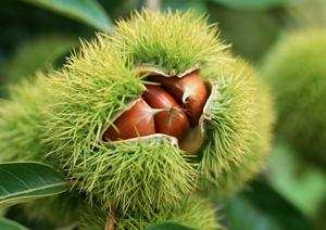 自由が丘の絶品中華店TOP5【2026年版】地元民が選ぶグルメガイド