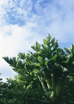 福岡県庁前に位置するピザポケットの魅力と店舗詳細