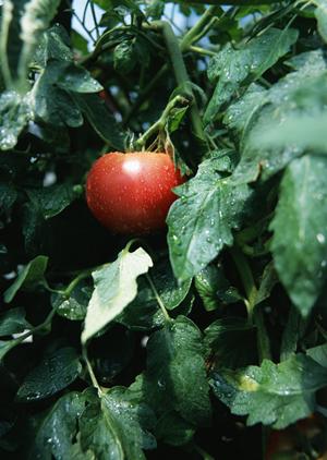 奥芝商店 実家店:札幌のスープカレー文化を体験できる絶品レストランガイド